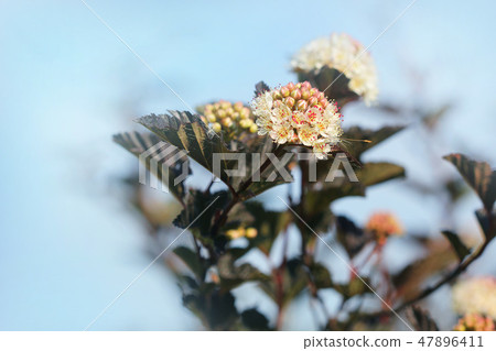 The flowers of Eastern ninebark with purple leaves The flowers of Eastern ninebark with purple leaves 47896411
