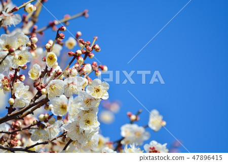 梅花和藍天(N) 梅花和藍天(N) 47896415