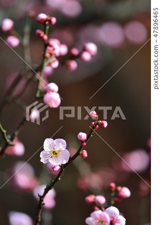 Plum blossoms (N) Kochi area 47896465