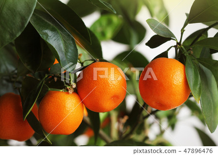 Freshness mandarin fruits on a tree. Tangerine background 47896476