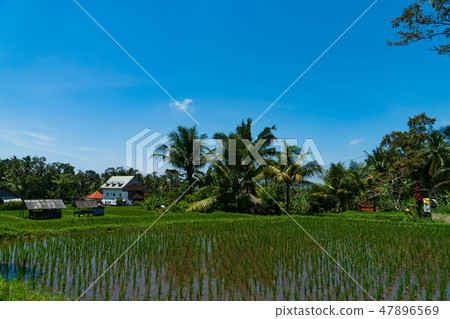 在巴厘島的稻田 47896569
