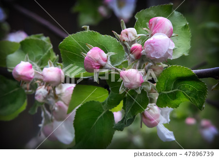 Flower buds of Apple on a tree branch. Flower buds of Apple on a tree branch. 47896739