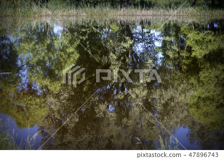 Reflection of trees in the lake water. Reflection of trees in the lake water. 47896743