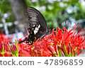 Swallowtail butterfly and Higanbana 47896859