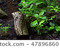 Driftwood and grass 47896860