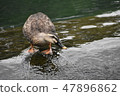 Duck 47896862