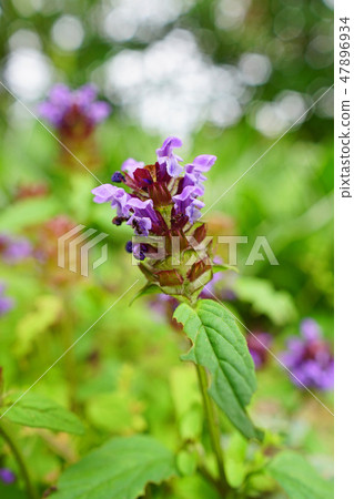 Cute sea boar with full of amusement Cute sea boar with full of amusement 47896934