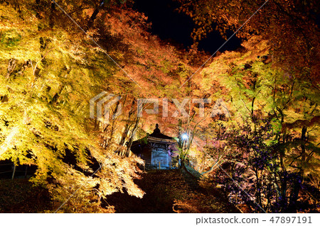 Korohiroki leaves light up Korohiroki leaves light up 47897191
