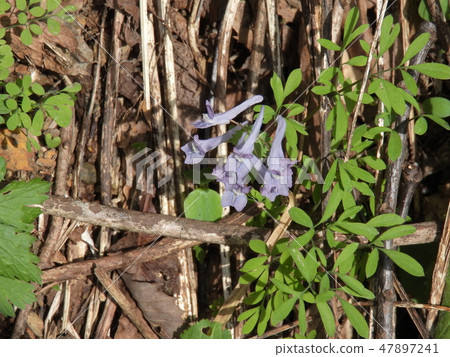 Yamennogosaku花（2018年5月春天，大野市，福井縣） 47897241