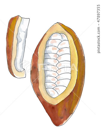 Cacao hand-drawn illustrations 47897355