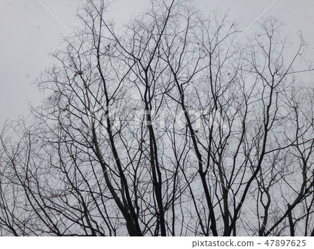 A winter dead chilly tree in the winter of a snowy day A winter dead chilly tree in the winter of a snowy day 47897625