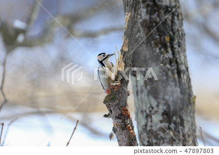 Clap trees strongly Winter spotted spotted trees 47897803