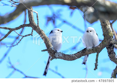 White fairy Shimaenaga lover 47897805