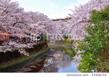 Ooka River cherry tree in full bloom 47898258