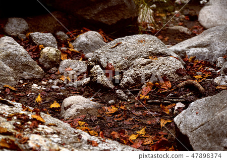 Decayed fallen leaves and grey stones. Decayed fallen leaves and grey stones. 47898374