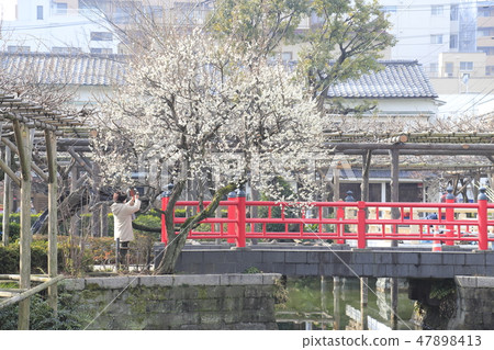 春天龜戶天神mindjust池塘和平陽東京江東區 47898413