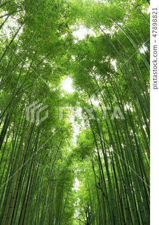 京都新綠色竹樹叢 京都新綠色竹樹叢 47898821