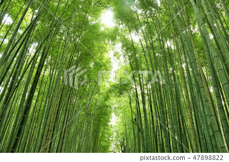 京都新綠色竹樹叢 京都新綠色竹樹叢 47898822
