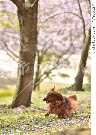 迷你臘腸犬和櫻花 迷你臘腸犬和櫻花 47899127