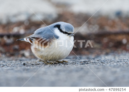 Goblin Goblin 47899254