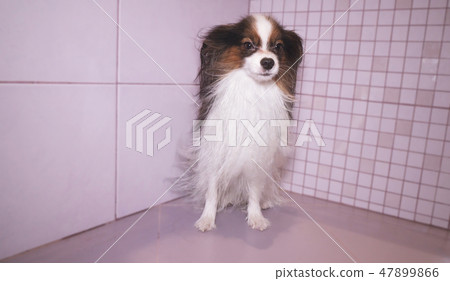 Papillon dog is blow dry after bathing in bathroom 47899866