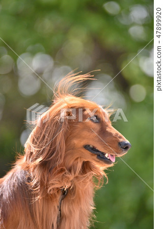 Dachshund Dachshund 47899920