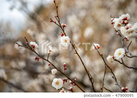 Early spring white plum branch 47900095