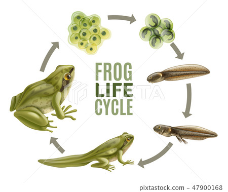 Frog Life Cycle Set 47900168
