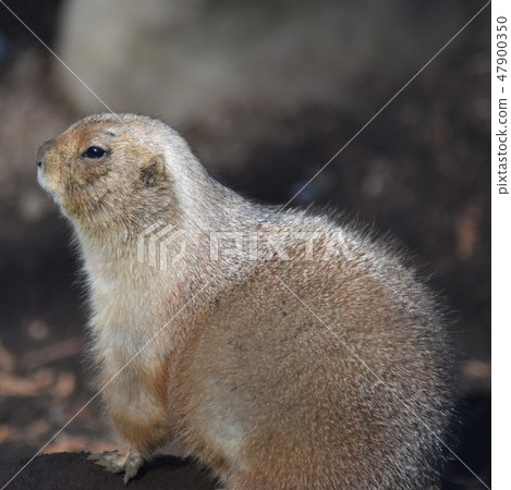 Prairie dog 47900350