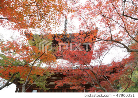 秋葉Negori寺廟 47900351