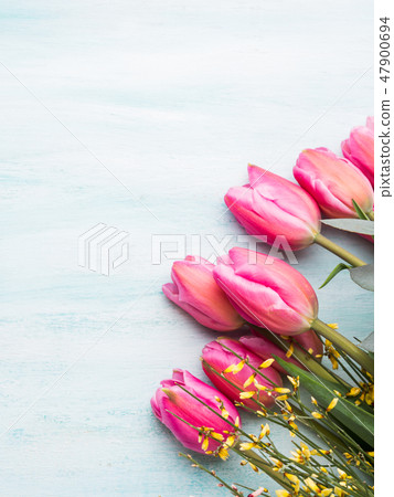Beautiful tulips on pastel green background 47900694