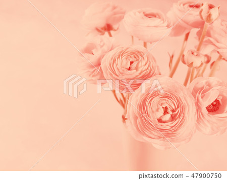 Beautiful pink ranunculus closeup. Living coral 47900750