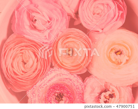 Beautiful pink ranunculus closeup. Living coral Beautiful pink ranunculus closeup. Living coral 47900751