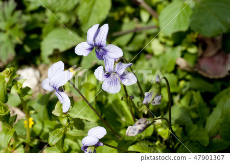 Ryukyuuco violet Ryukyuuco violet 47901307