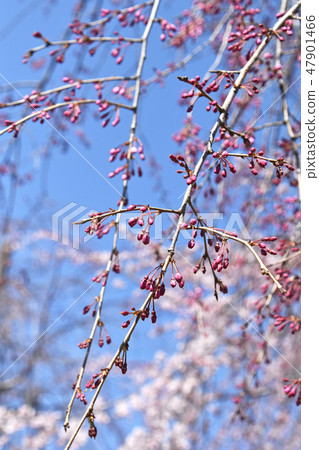 蕨眼淚（分枝櫻花） 47901466