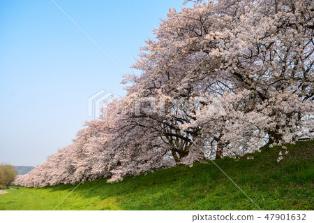 櫻花 47901632