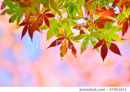 秋天的楓葉 47901651
