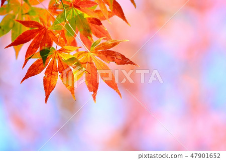 Autumn leaves of maple Autumn leaves of maple 47901652