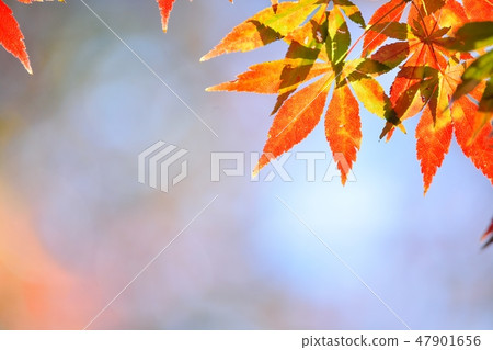 秋天的楓葉 47901656
