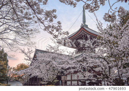 Cherry blossoms at sunset Cherry blossoms at sunset 47901693