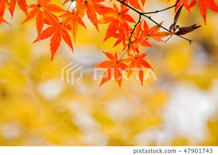 秋天的楓葉 47901743