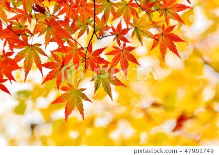 秋天的楓葉 秋天的楓葉 47901749