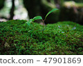 Yakushima Forest 47901869