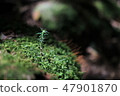 Yakushima Forest 47901870
