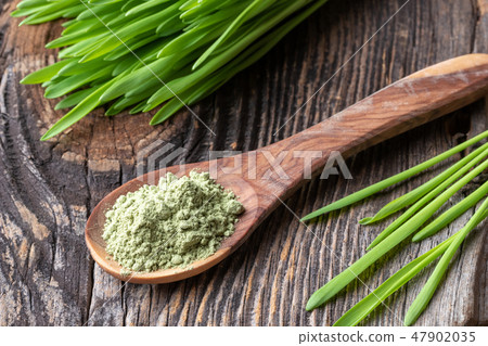 Barley grass powder on a spoon with fresh barley 47902035