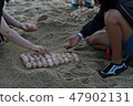 Sea turtle eggs 47902131