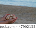 Sea turtle eggs 47902133