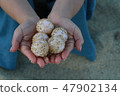 Sea turtle eggs 47902134