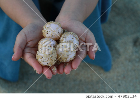 Sea turtle eggs 47902134