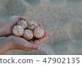 Sea turtle eggs 47902135